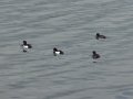 26th March 2008 - Draycote Water - Scaup Ducks on Reservoir near Hensborough Hill
