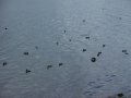 28th May 2009 - Draycote Water - Coots on Reservoir near Toft Cottage Farm