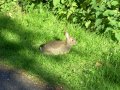 28th May 2009 - Draycote Water - Rabbit on Northern Footpath near Thurlaston Grange