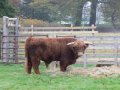 9th November 2009 - NHS Group - Highland Cattle before Preston Lane