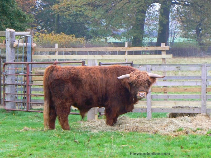 9th November 2009 - NHS Group - Highland Cattle before Preston Lane (Click Here to Return to Walk Description No. 777)