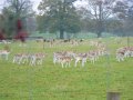 9th November 2009 - NHS Group - Deer by The Stalls from Preston Lane