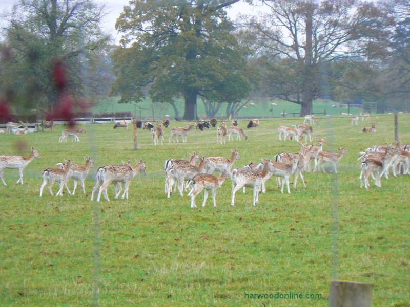 9th November 2009 - NHS Group - Deer by The Stalls from Preston Lane (Click Here to Return to Walk Description No. 777)