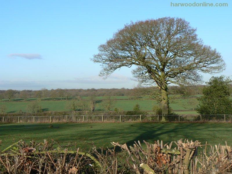 10th December 2009 - NHS Group - Towards Shrubs Wood from Burnthurst Lane (Click Here to Return to Walk Description No. 781)