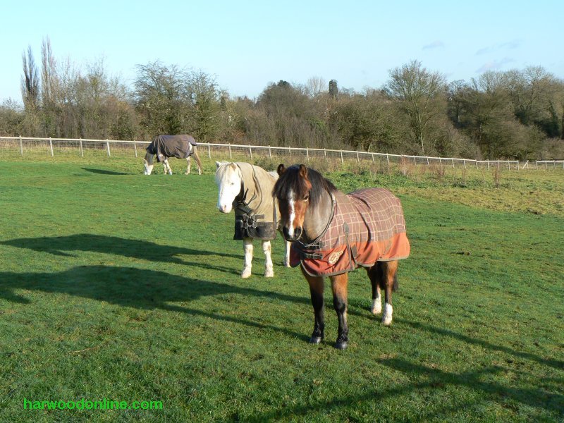10th December 2009 - NHS Group - Horses near Stretton on Dunsmore (Click Here to Return to Walk Description No. 781)
