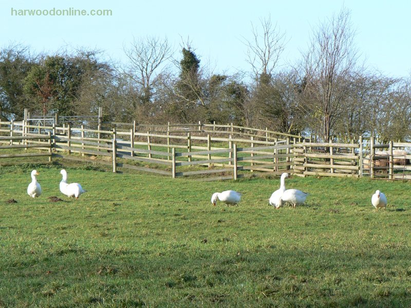10th December 2009 - NHS Group - Geese near Princethorpe (Click Here to Return to Walk Description No. 781)